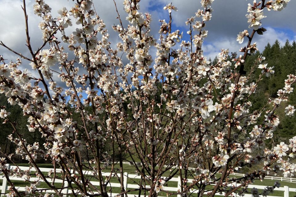 Spring blossoms on a tree