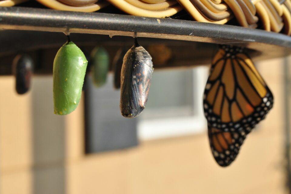 Still Some Cocooning