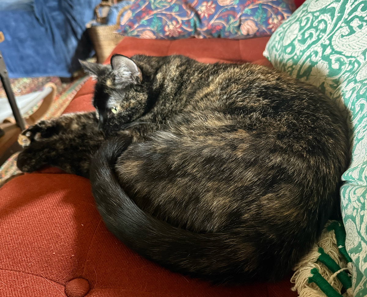 a cat laying curled up on a red couch