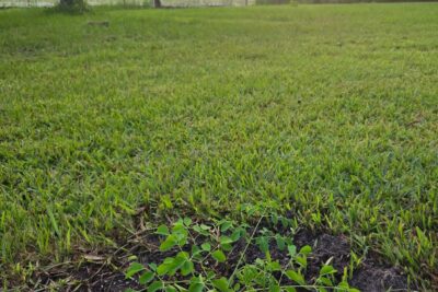 Planting Hope With the Tree of Life