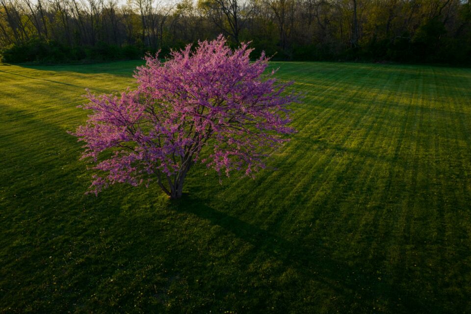 Tony Trees