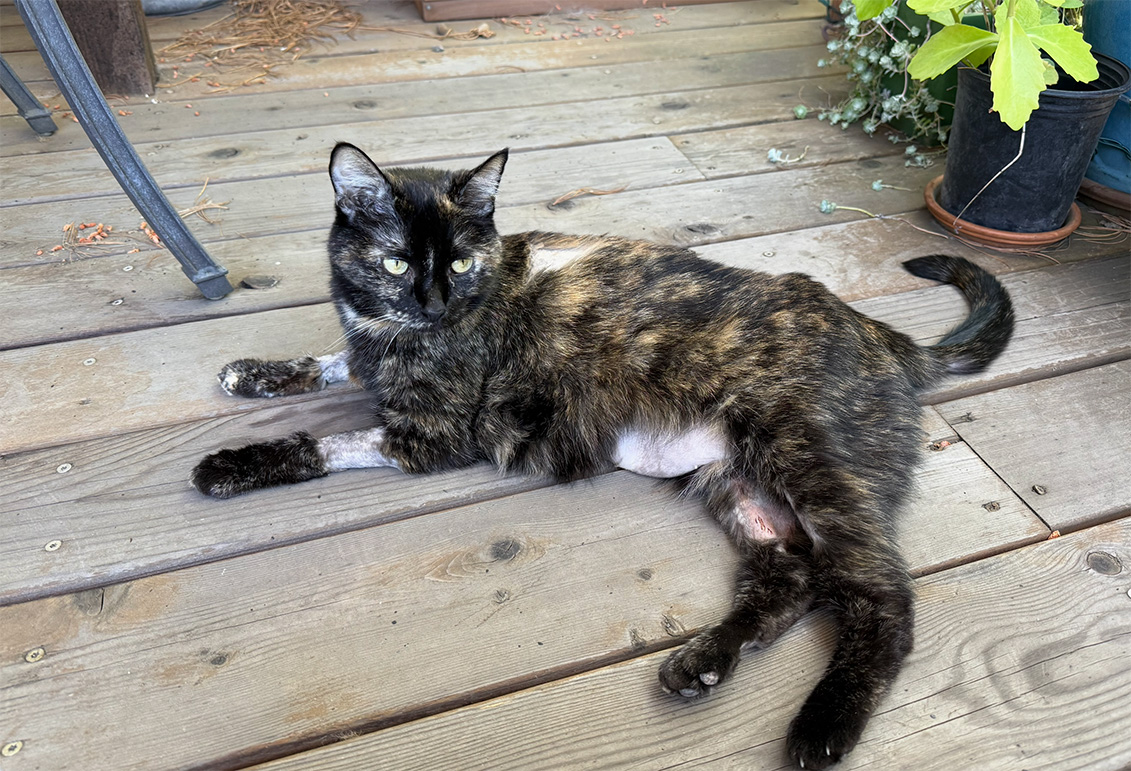 A cat lays on a wooden deck