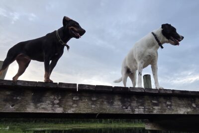 Happy Dog Daze