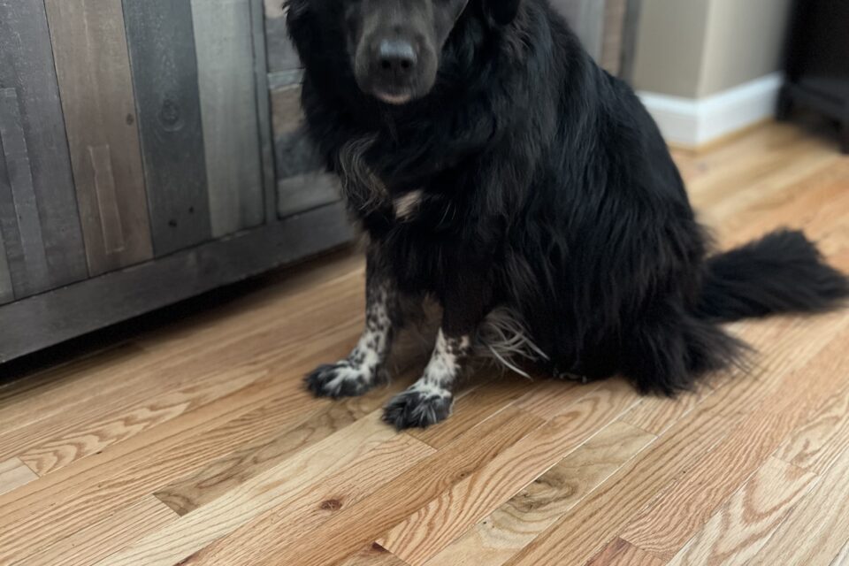 Happy National Black Dog Day! 🐕‍🦺